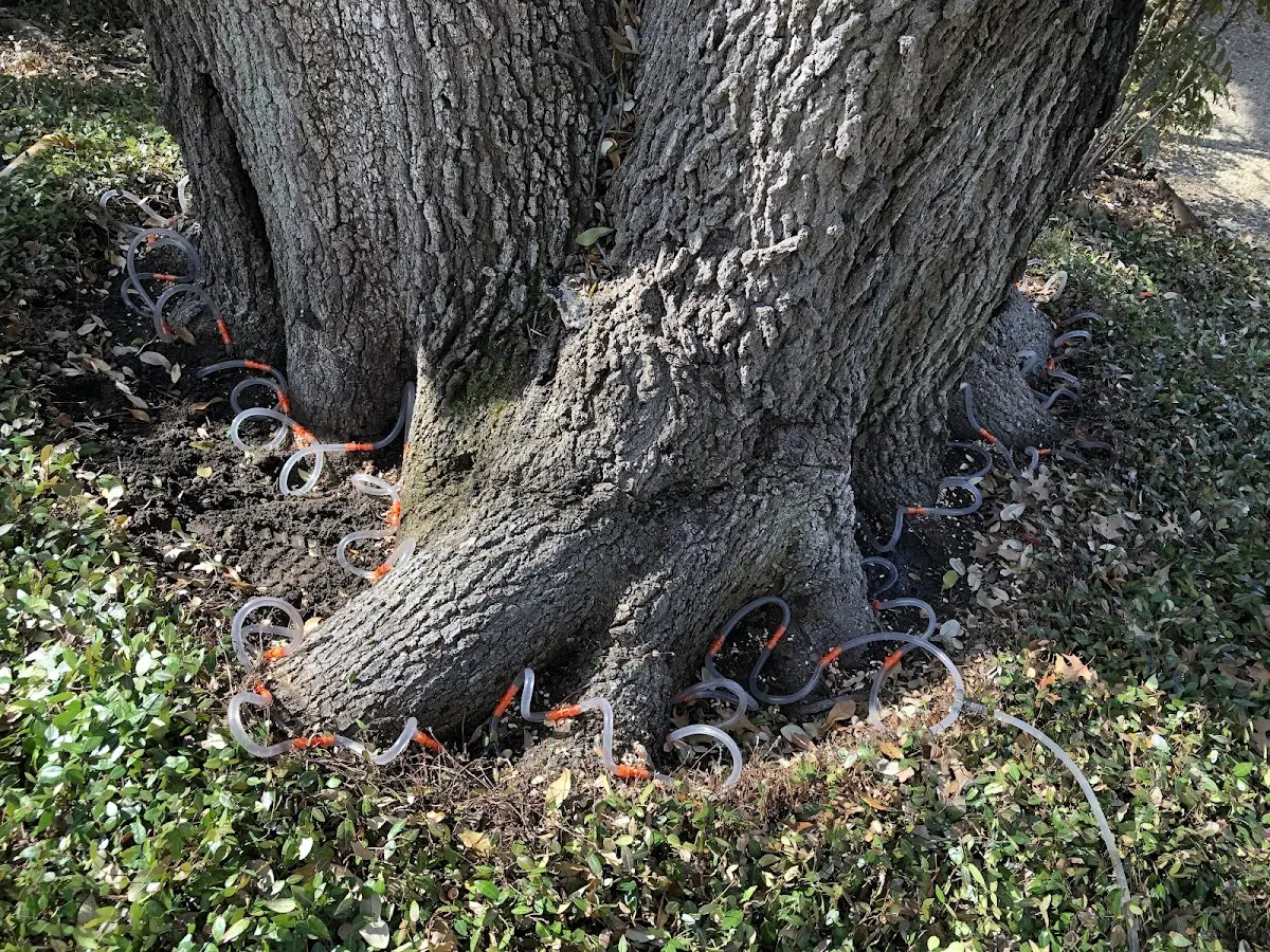 Detailed Tree Cabling and Bracing job site in Rancho Palos Verdes